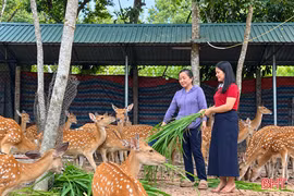 “Nông dân Việt Nam xuất sắc 40 năm đổi mới” đến từ Hà Tĩnh hơn 3 thập kỷ gắn bó với hươu sao
