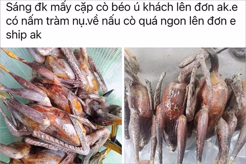Đăng bán chim trời trên facebook là tiếp tay cho vi phạm pháp luật