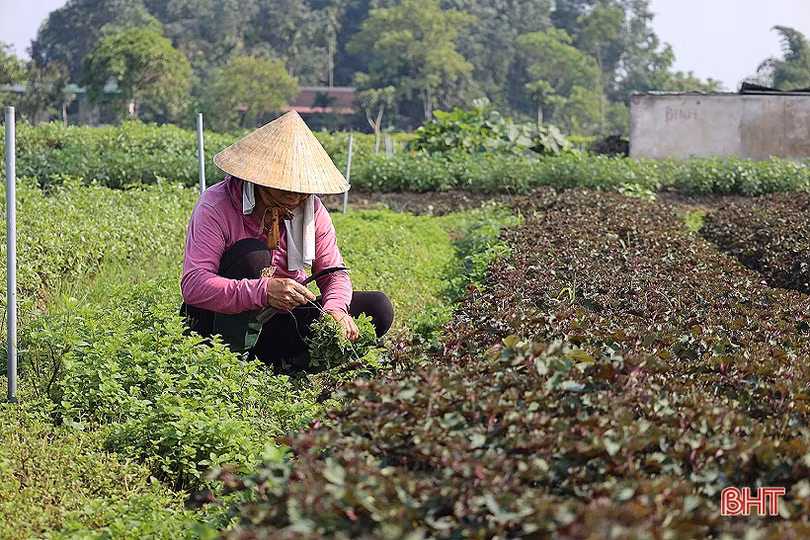 Ảnh hưởng mưa lớn, rau xanh ở Hà Tĩnh tăng giá