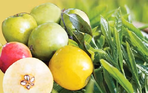 Táo mèo phòng chống tăng huyết áp