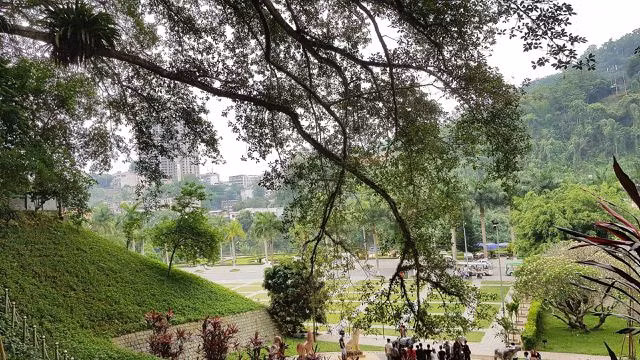 “Cây đa di sản” hơn 300 tuổi có chu vi lớn nhất Việt Nam