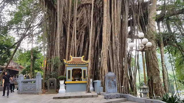 “Cây đa di sản” hơn 300 tuổi có chu vi lớn nhất Việt Nam