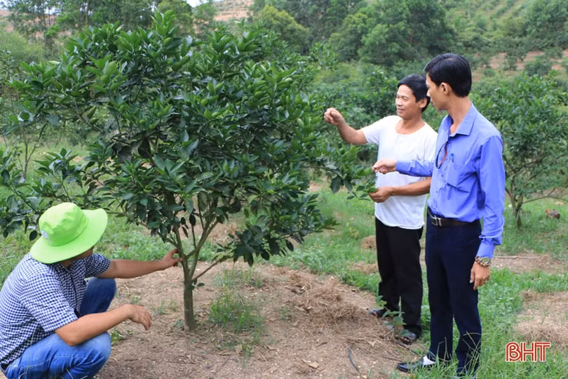 “Thấm” nông nghiệp 4.0, nhà nông Hà Tĩnh dùng công nghệ sinh học “nuôi” cam VietGap