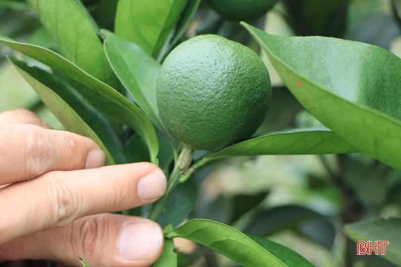 “Thấm” nông nghiệp 4.0, nhà nông Hà Tĩnh dùng công nghệ sinh học “nuôi” cam VietGap