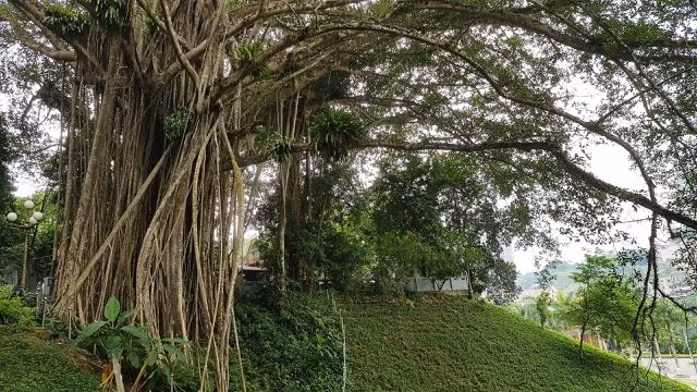 “Cây đa di sản” hơn 300 tuổi có chu vi lớn nhất Việt Nam
