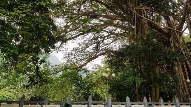 “Cây đa di sản” hơn 300 tuổi có chu vi lớn nhất Việt Nam