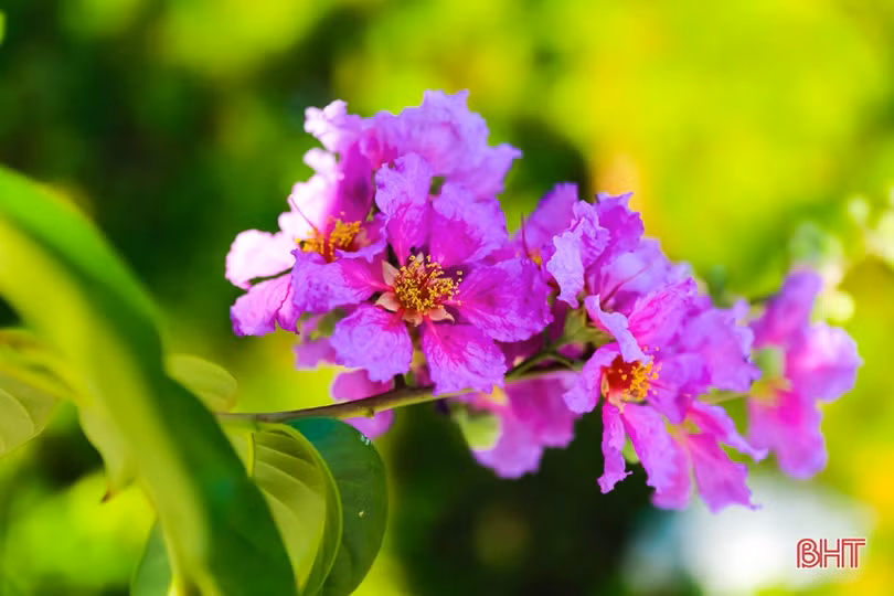 Tím biếc tháng 5 thương nhớ...!
