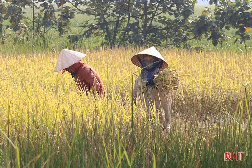 Việc “kéo” người, lao động Hà Tĩnh phơi mình dưới nắng 