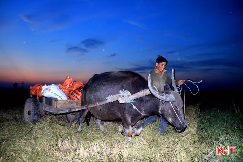 Xem nông dân Hà Tĩnh gặt lúa đêm “trốn” nóng