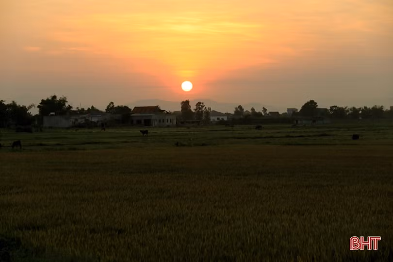 Xem nông dân Hà Tĩnh gặt lúa đêm “trốn” nóng