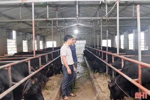 Nông dân Tùng Lộc biến đất hoang thành trang trại bò 3B