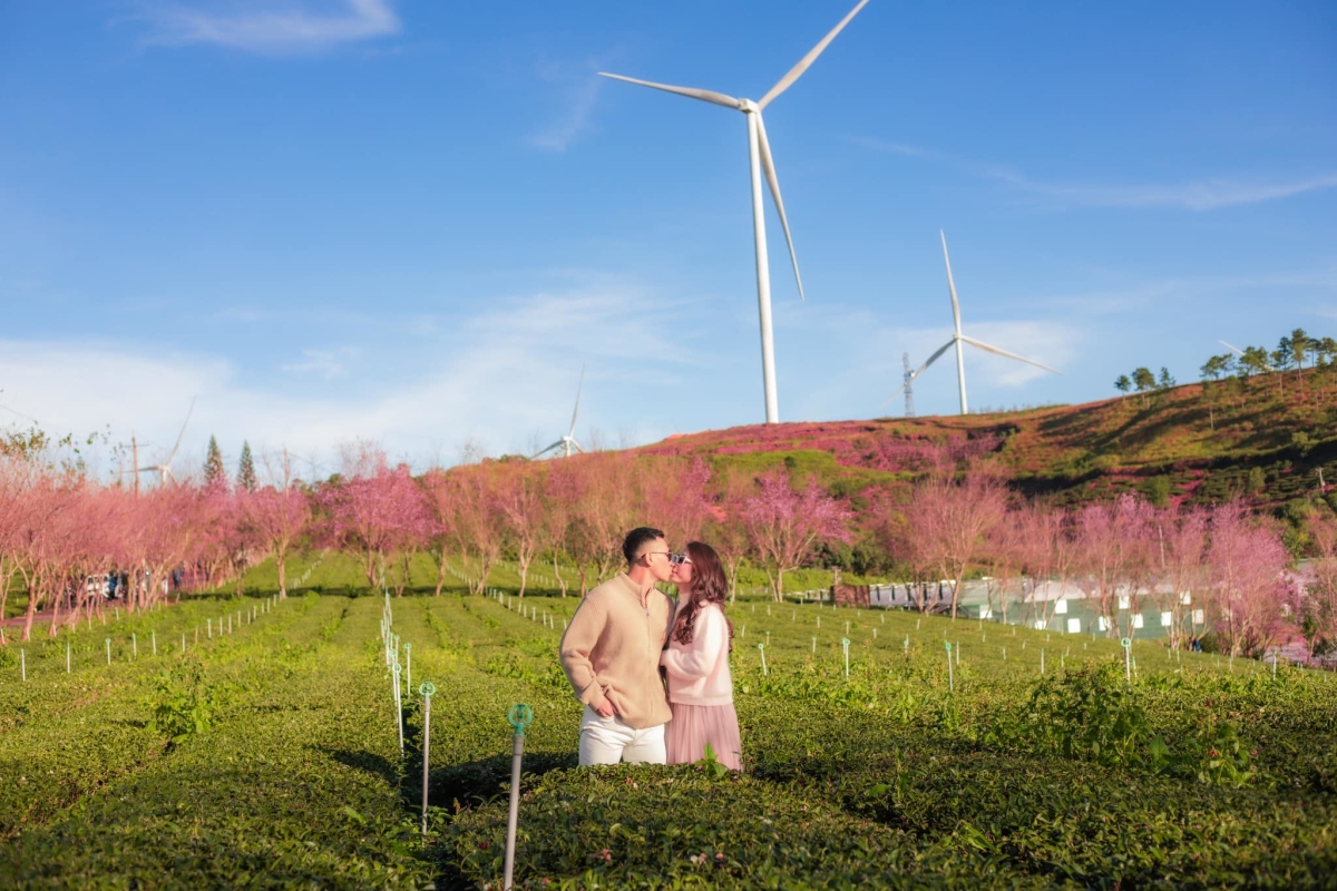 Nơi đầu tiên mai anh đào bung nở ở Đà Lạt