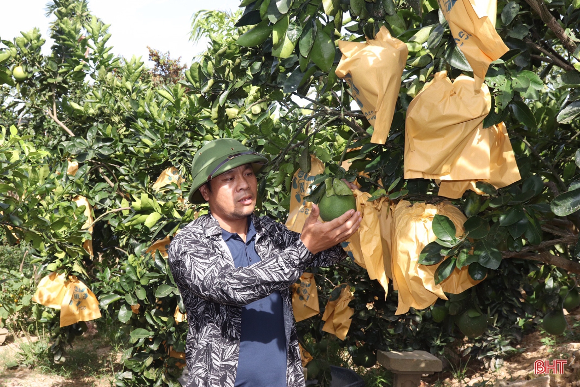 Nông dân vựa cam Hà Tĩnh giúp cây “trốn” nắng nóng