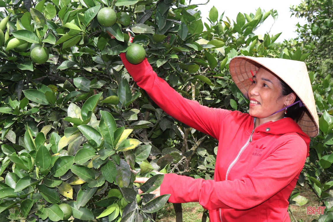 Nông dân vựa cam Hà Tĩnh giúp cây “trốn” nắng nóng