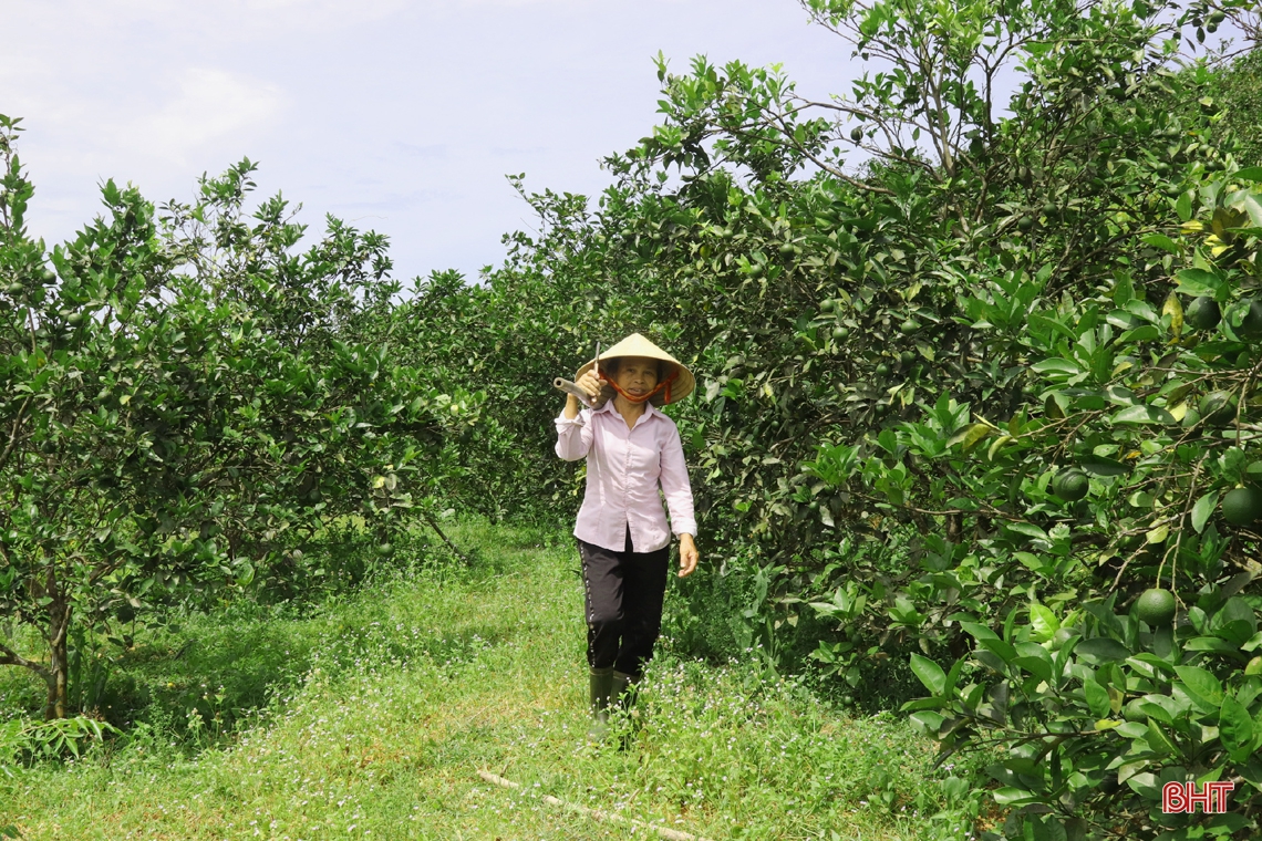 Nông dân vựa cam Hà Tĩnh giúp cây “trốn” nắng nóng