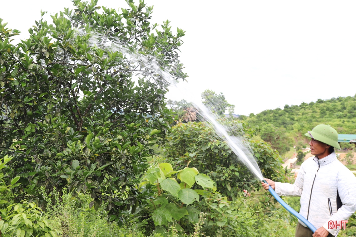 Nông dân vựa cam Hà Tĩnh giúp cây “trốn” nắng nóng
