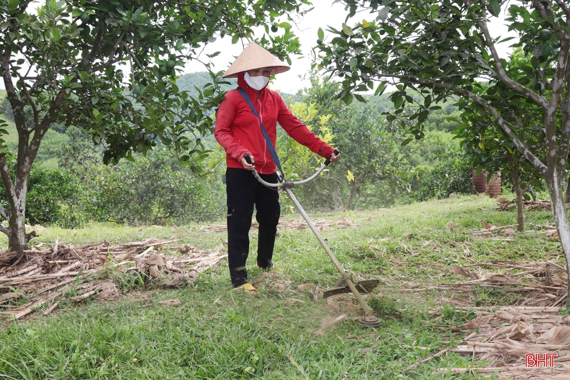 Nông dân vựa cam Hà Tĩnh giúp cây “trốn” nắng nóng