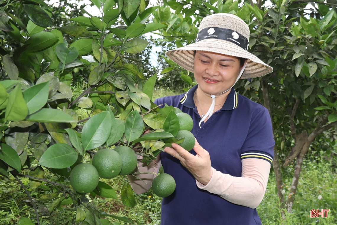 Nông dân vựa cam Hà Tĩnh giúp cây “trốn” nắng nóng