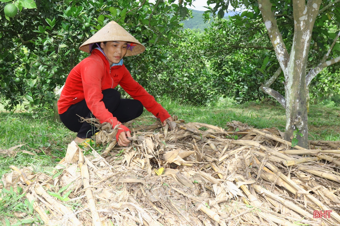 Nông dân vựa cam Hà Tĩnh giúp cây “trốn” nắng nóng