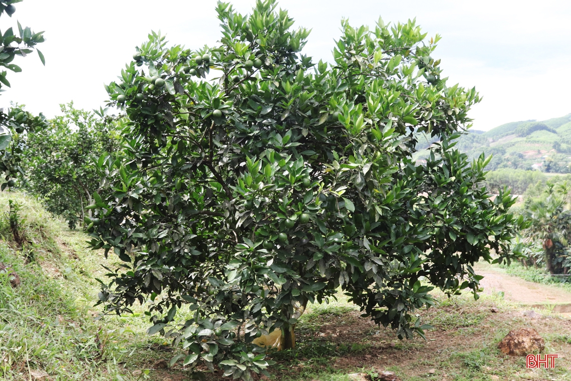 Nông dân vựa cam Hà Tĩnh giúp cây “trốn” nắng nóng