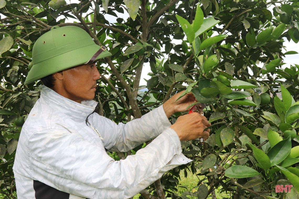 Nông dân vựa cam Hà Tĩnh giúp cây “trốn” nắng nóng