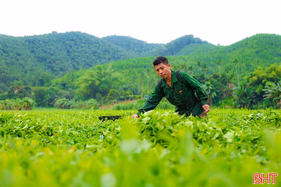 Vẻ đẹp bình yên từ những đồi chè Sơn Tây