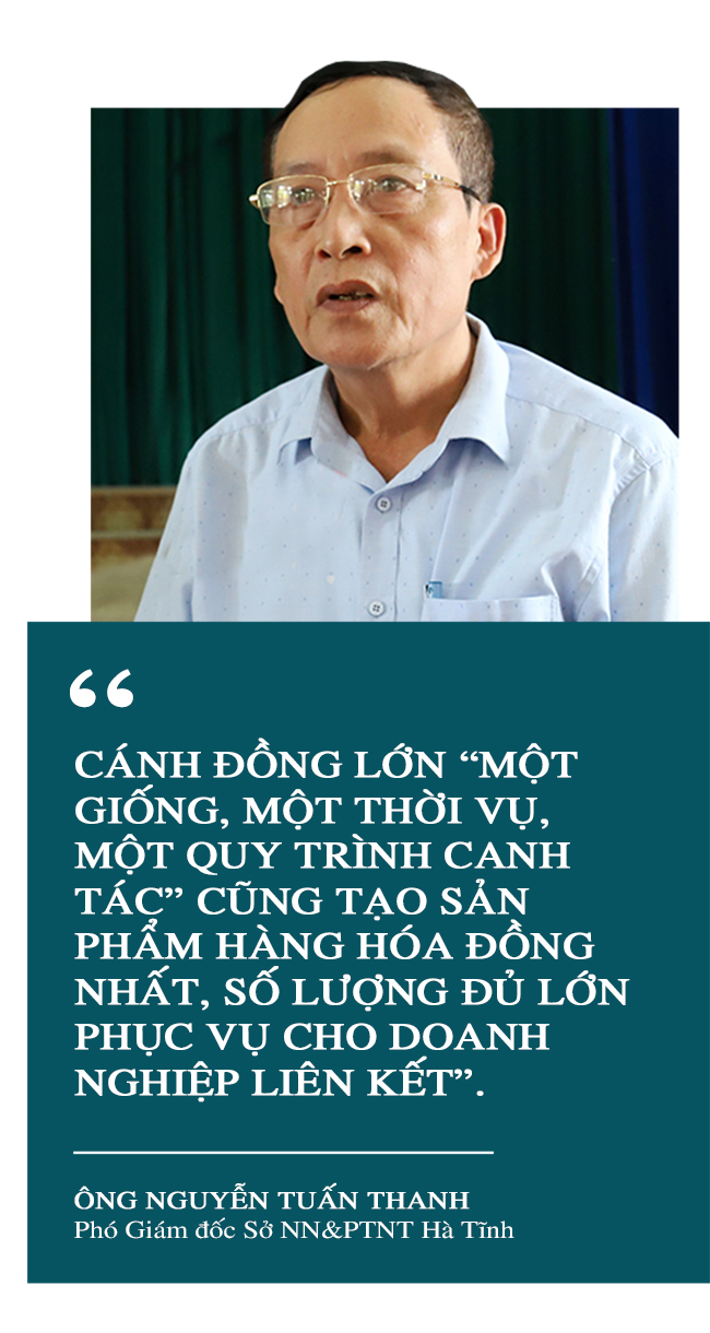 Phá bờ thửa nhỏ hình thành ô thửa lớn - cuộc cách mạng trong nông nghiệp Hà Tĩnh