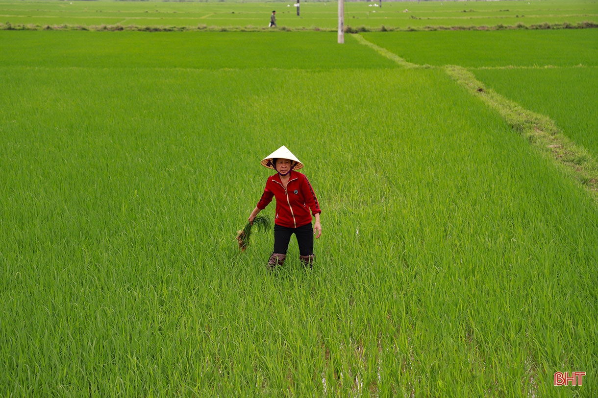 Phá bờ thửa nhỏ hình thành ô thửa lớn - cuộc cách mạng trong nông nghiệp Hà Tĩnh (bài 3): Sớm tháo gỡ những rào cản