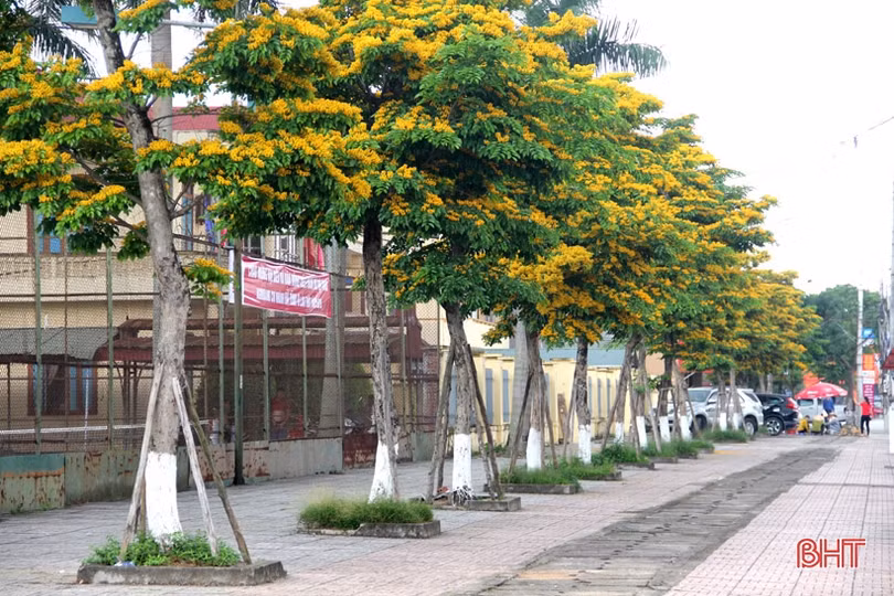 Ngẩn ngơ sắc vàng hoa giáng hương giữa lòng thành phố Hà Tĩnh