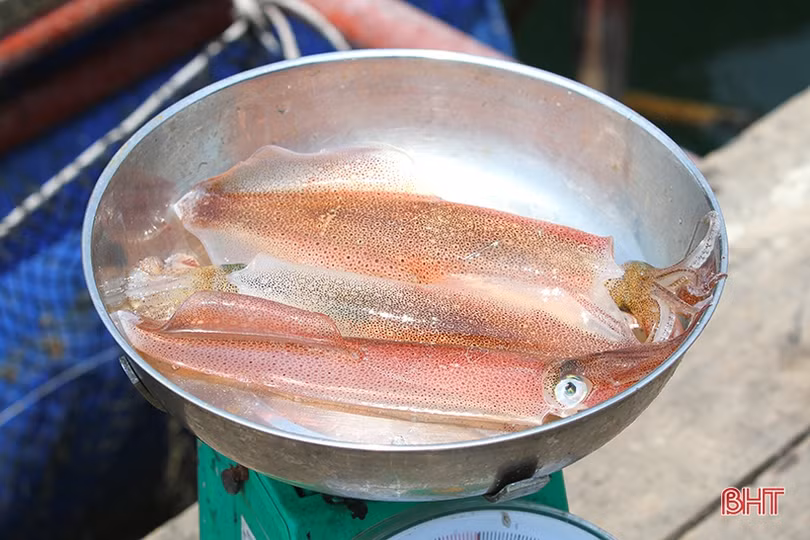 Lao xao mùa mực “nhảy” ở Hà Tĩnh