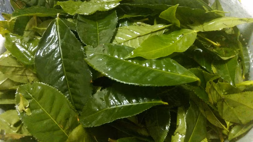 Bí quyết giúp cơ thể tỏa hương