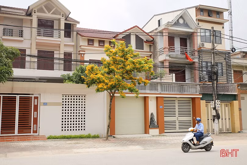 Ngẩn ngơ sắc vàng hoa giáng hương giữa lòng thành phố Hà Tĩnh