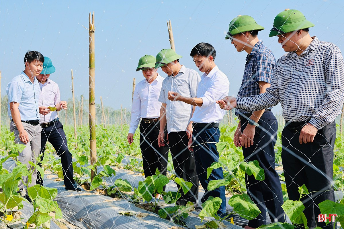 Đoàn cán bộ xã Đức Đồng học tập mô hình trồng dưa chuột tại xã Hương Xuân.