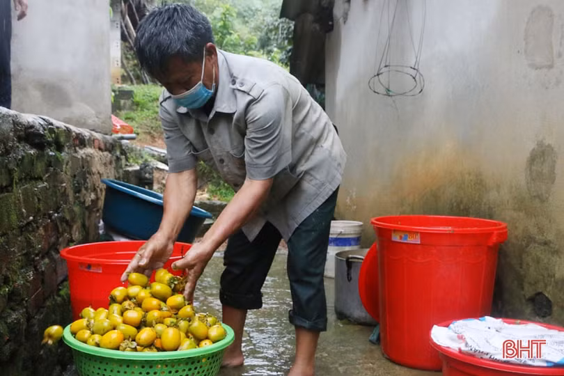 Hà Tĩnh: Hồng giòn Yên Du “đắt” khách, người trồng hướng đến sản phẩm OCOP 