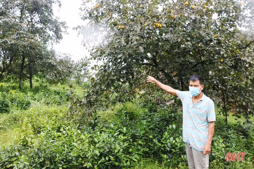 Hà Tĩnh: Hồng giòn Yên Du “đắt” khách, người trồng hướng đến sản phẩm OCOP 