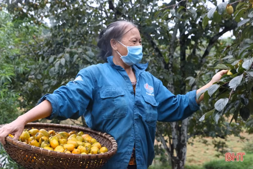 Hà Tĩnh: Hồng giòn Yên Du “đắt” khách, người trồng hướng đến sản phẩm OCOP 