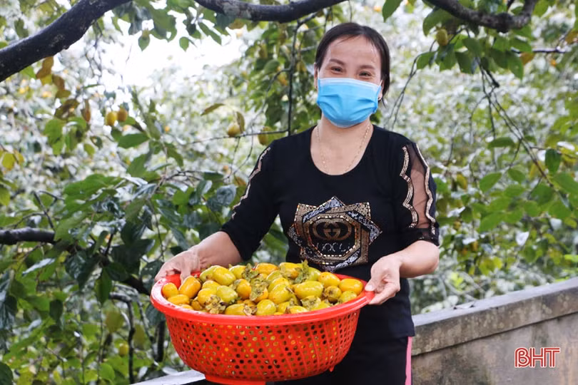 Hà Tĩnh: Hồng giòn Yên Du “đắt” khách, người trồng hướng đến sản phẩm OCOP 