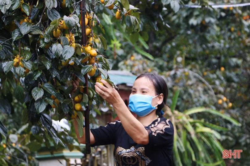 Hà Tĩnh: Hồng giòn Yên Du “đắt” khách, người trồng hướng đến sản phẩm OCOP 