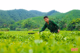 Vẻ đẹp bình yên từ những đồi chè Sơn Tây