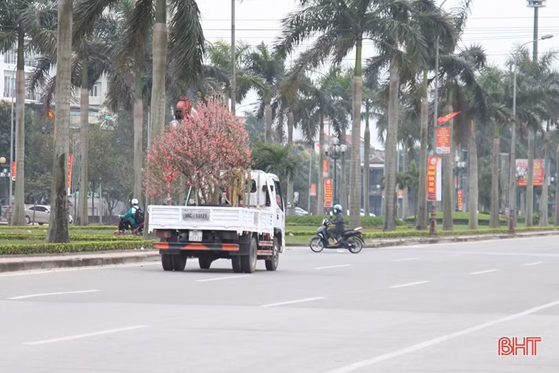 Nghề chăm sóc đào cảnh sau tết ở Hà Tĩnh cũng lắm công phu