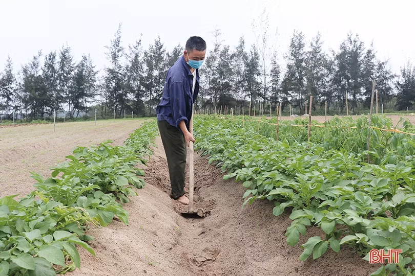 Nông dân Thạch Hà hứng khởi ra đồng đầu năm mới