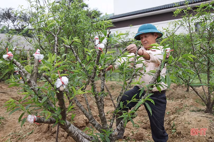 Nghề chăm sóc đào cảnh sau tết ở Hà Tĩnh cũng lắm công phu