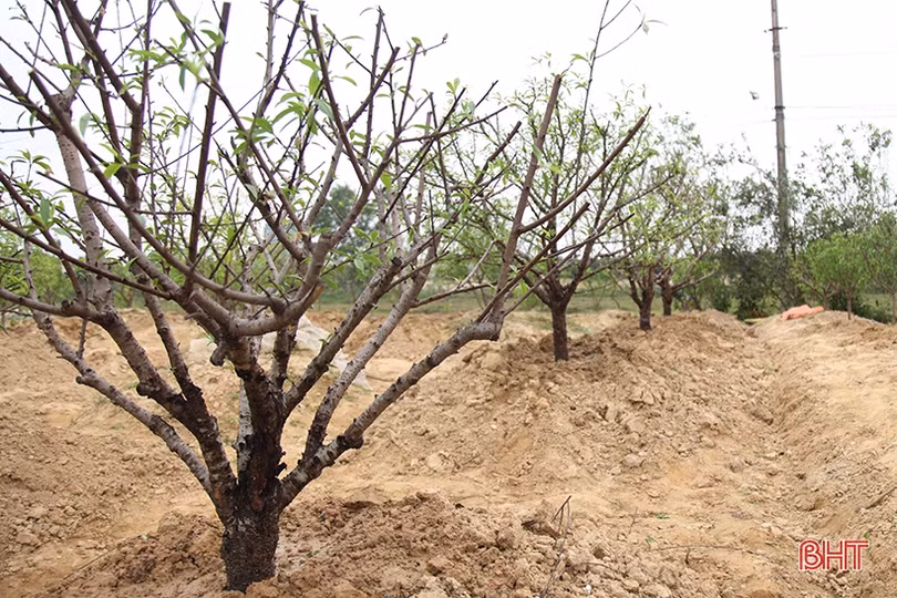 Nghề chăm sóc đào cảnh sau tết ở Hà Tĩnh cũng lắm công phu