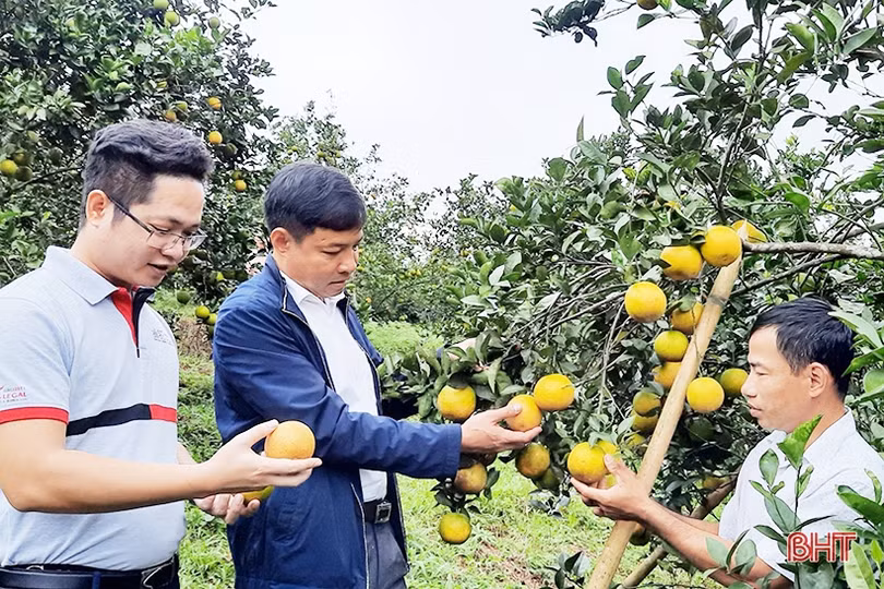 Hành trình đưa sản vật “Cam Sơn Mai” đạt văn bằng bảo hộ nhãn hiệu
