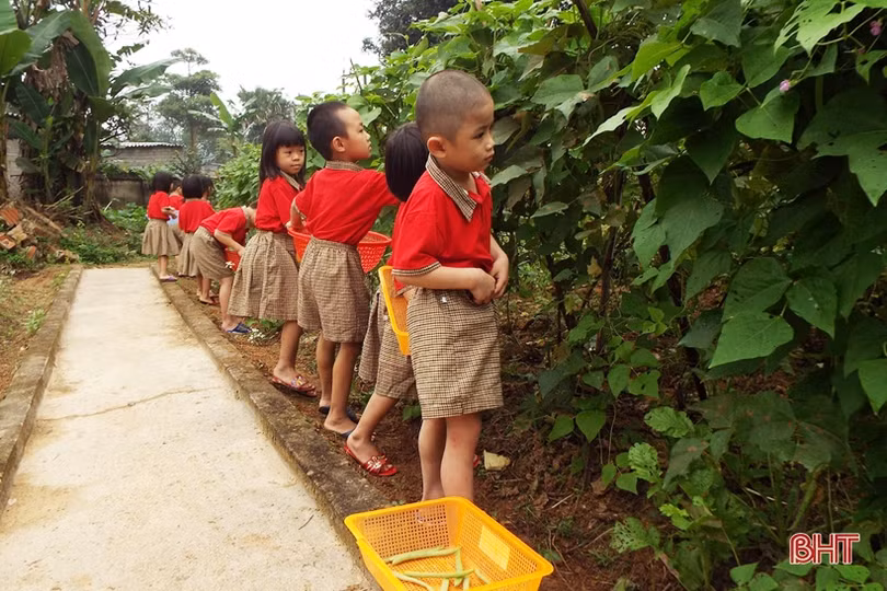 Mướt mắt những vườn rau bán trú của cô trò ở huyện miền núi Hà Tĩnh