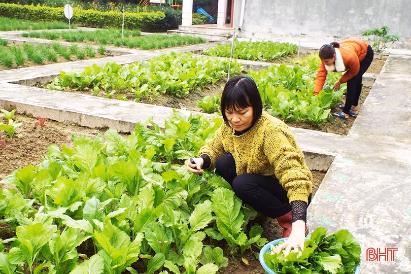 Mướt mắt những vườn rau bán trú của cô trò ở huyện miền núi Hà Tĩnh