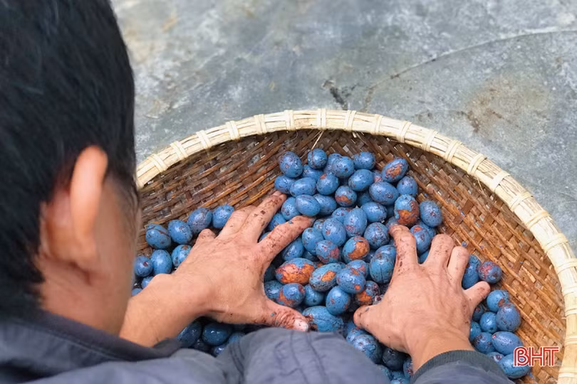 Đông về ăn cọ hấp - đặc sản của tuổi thơ ở vùng quê Hà Tĩnh