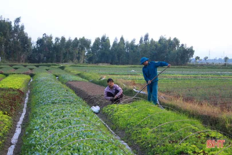 “Mát mắt” với ruộng rau giống vụ đông thu tiền triệu mỗi ngày của nông dân Hà Tĩnh