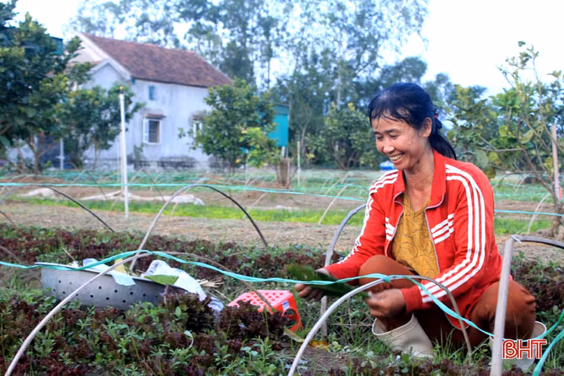 “Mát mắt” với ruộng rau giống vụ đông thu tiền triệu mỗi ngày của nông dân Hà Tĩnh