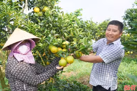 Mùa vàng trên những đồi cam chanh ở Kim Hoa